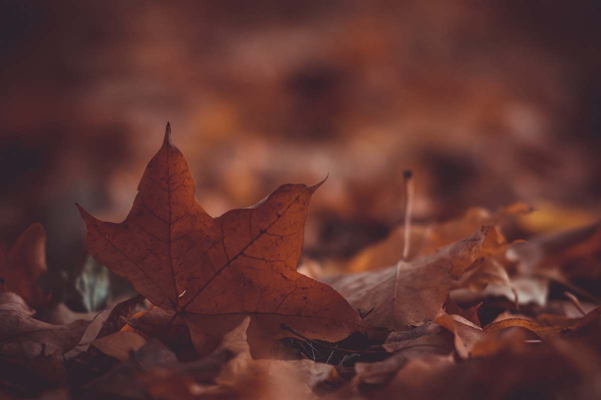 maple leaf shallow focus photo of brown dried leaves flora